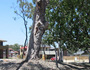 Redgum Reserve - Parks, Playgrounds and Reserves